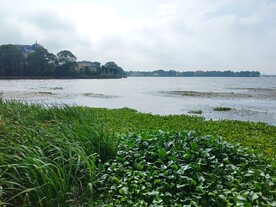 湿地公园风光水葫芦