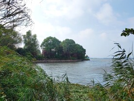 湿地公园芦苇风光