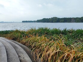 湿地公园湖边芦苇荡