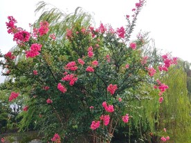 紫薇树盛开紫薇花