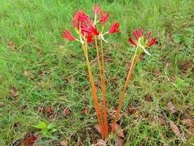 半开的彼岸花曼珠沙华