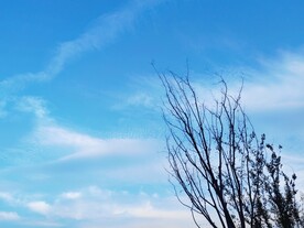 蓝天白云树木剪影