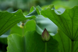 荷花花蕾