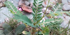 叶下珠野外图片