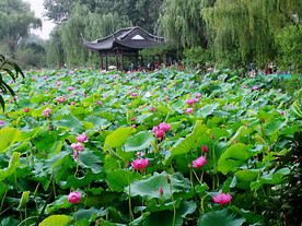扬州荷花池公园