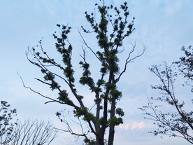 秋天嫩芽树木剪影