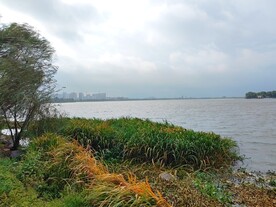 湿地公园湖边芦苇荡