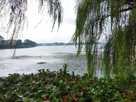 湖边柳树