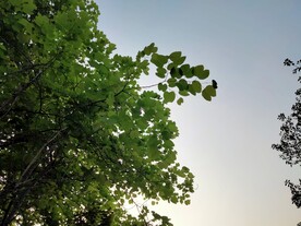 羊蹄甲树和晴空