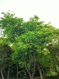 羊蹄甲树与天空