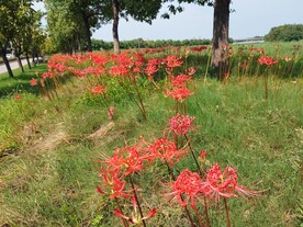 树林里的石蒜花