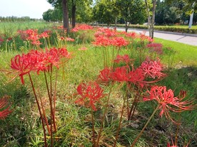阳光下的石蒜花彼岸花