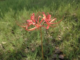 盛开的石蒜花曼珠沙华