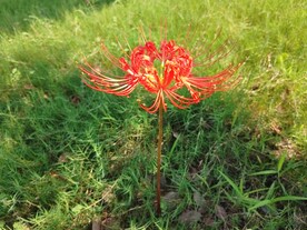 盛开的曼珠沙华