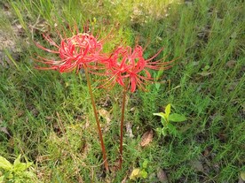 两支曼珠沙华彼岸花