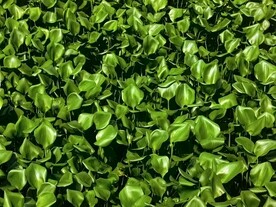 长势很好的水葫芦