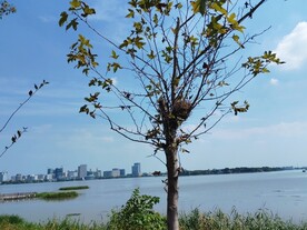 湖边树上的鸟巢