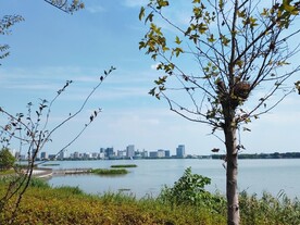 湖边树上的鸟窝