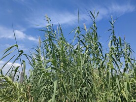 蓝天下的芦苇丛