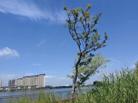 湖边的一棵洋槐树