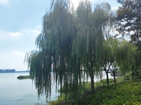 湖边柳树