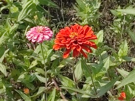 橙色粉色百日菊