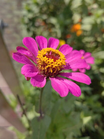 紫色盛开的百日菊