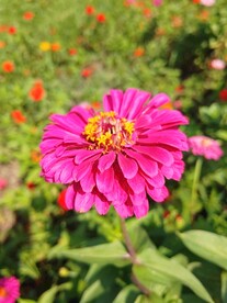 紫色盛开的百日菊