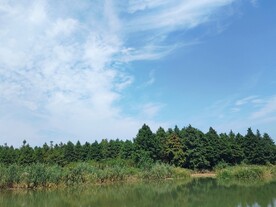 蓝天白云湿地草丛