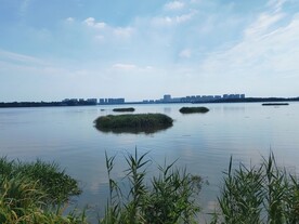 湿地公园湖中芦苇丛