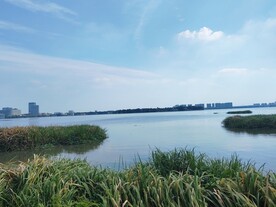 湿地公园芦苇荡