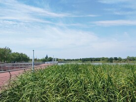湿地公园健身步道旁芦苇丛