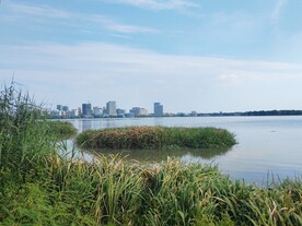湿地公园湖边芦苇丛