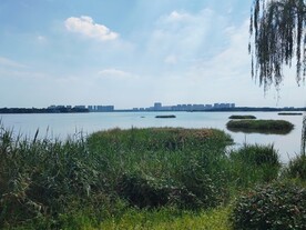 湿地公园湖边芦苇荡