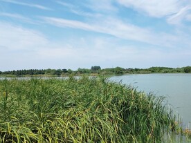 湿地公园湖边芦苇丛