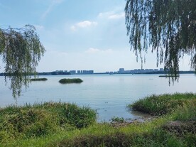 湿地公园湖边柳树