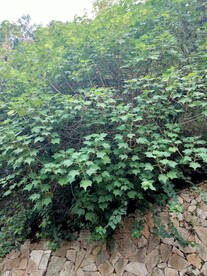 树木背景 照片 背景素材 素材