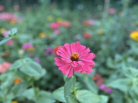 花朵 绿草 自然 风景 