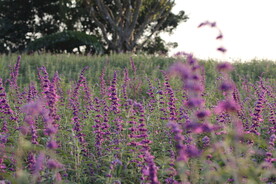 花朵 绿草 自然 风景 