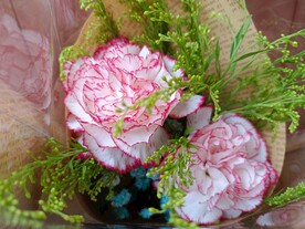 花朵 青苔 自然 风景 