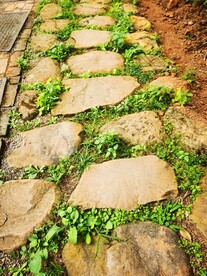 小路 青苔