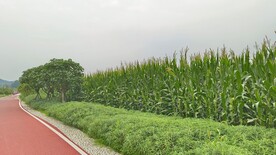 木芙蓉 玉米 鼠尾草