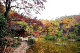 栖霞山秋天