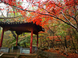 栖霞山秋天
