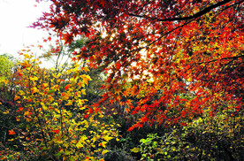 栖霞山秋天