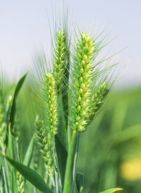 小麦
