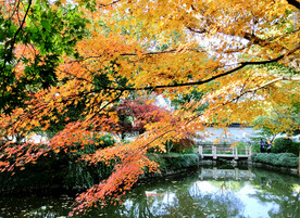 上海秋霞圃