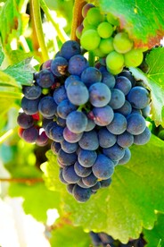 葡萄 