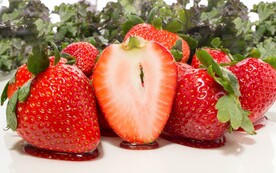 草莓  