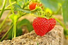草莓 